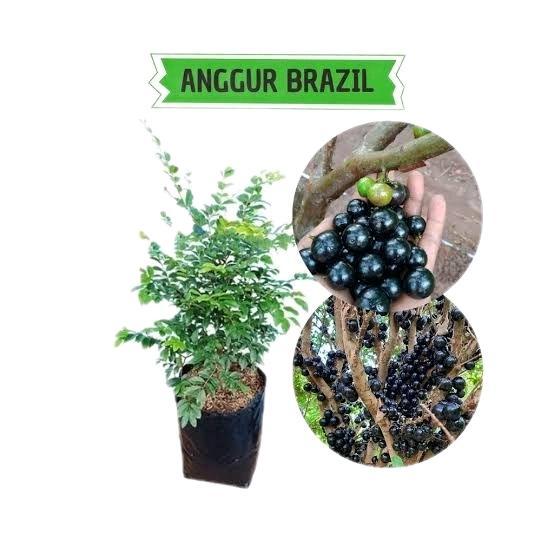 Bibit Anggur Brazil Preco 50-70cm Jaboticaba Cangkok Mudah Berbuah alpukat