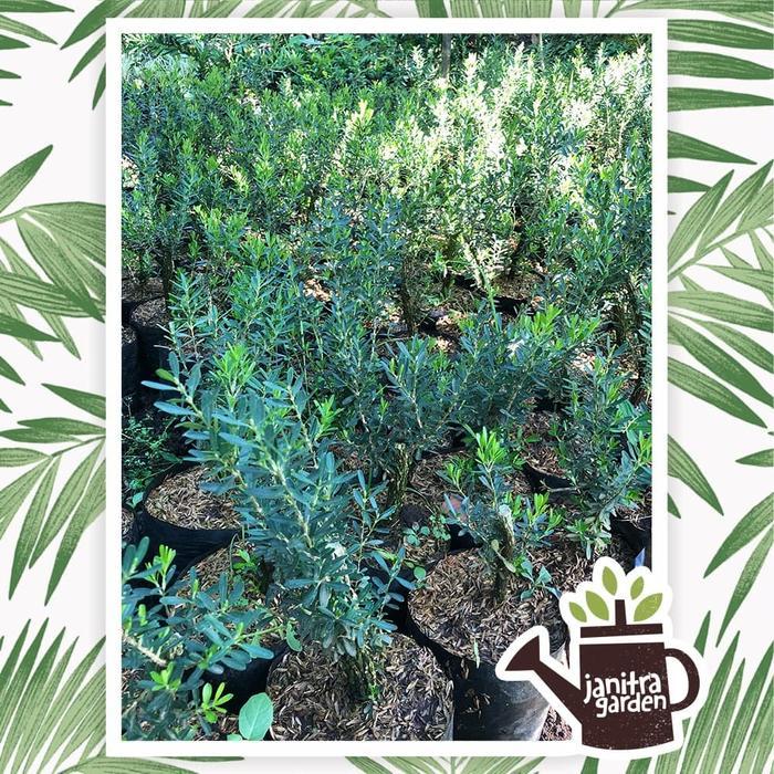 Tanaman Hias Bahan Bonsai Buxus / Boxus / Boksus