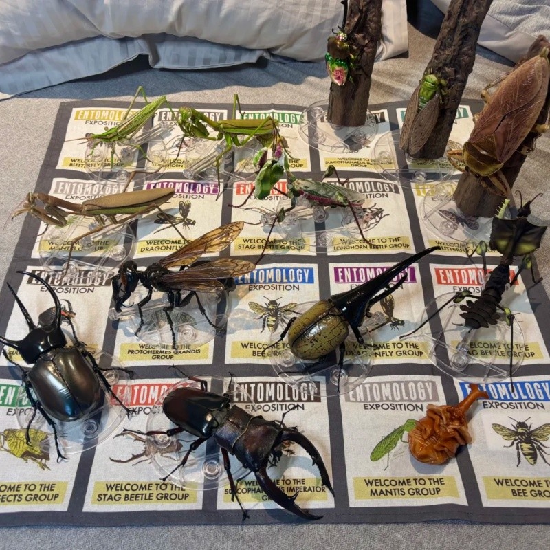 Authentic Bandai Bug Guide Large Illustration Beetle Coccinella Grasshopper Model Toy Animal Figure