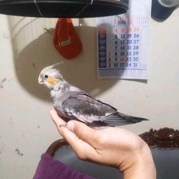 Lolohan Parkit Australia Falk Jenis Cinamon Tbk