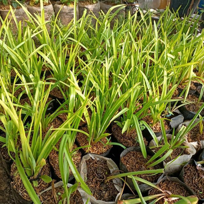 "New" Pohon sedap malam, bibit bunga sedap malam, tanaman hidup sedap malam