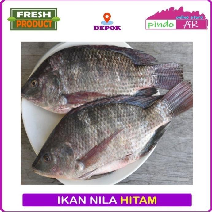 IKAN MUJAIR / NILA MERAH SEGAR DARI IKAN MASIH HIDUP