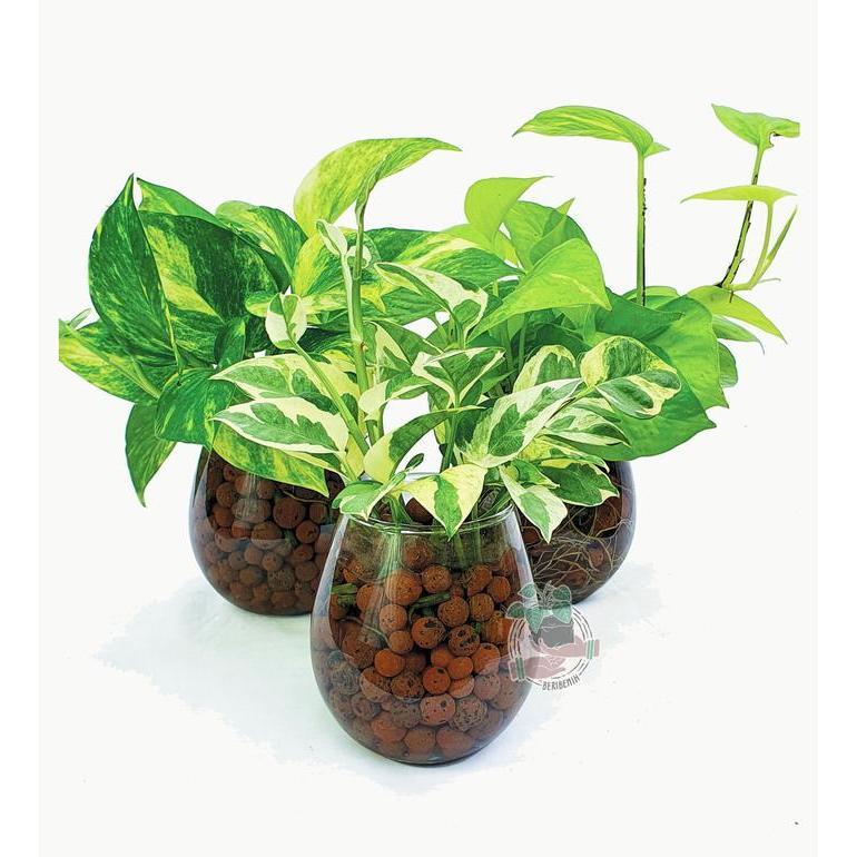 VAS BUNGA KACA MINIMALIS HIASAN MEJA POT GELAS BENING TANAMAN HIAS AIR