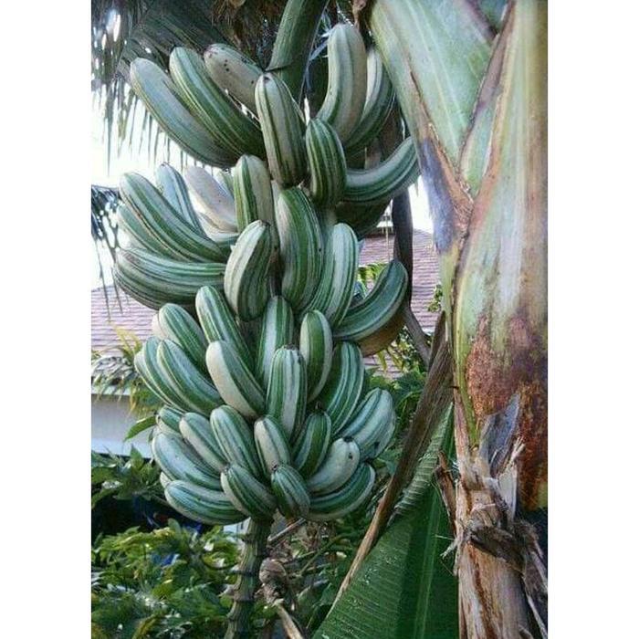 Bibit Buah Bibit Tanaman Buah Pisang Varigata Langka Dm cepat berbuah