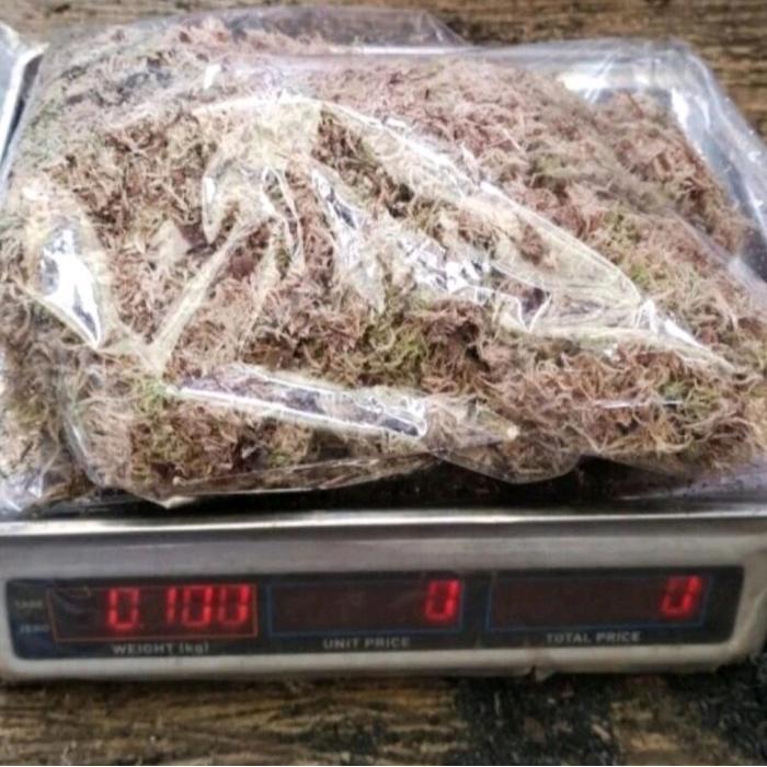 SPAGNUM MOSS PUTIH LOKAL, MEDIA TANAM MURAH 100 GRAM TANAMAN ANGGREK