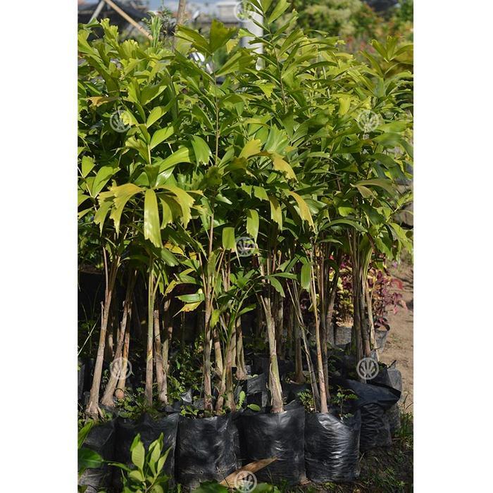 Tanaman Palem Ekor Tupai