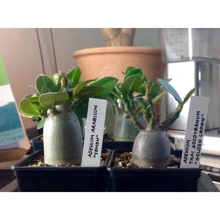 Benih Adenium Arabicum Yaman