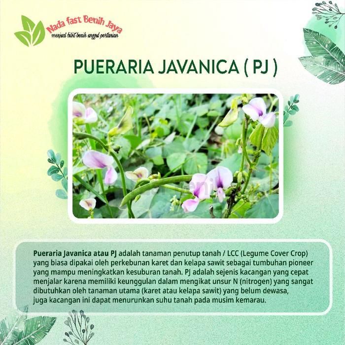 Serasiinspace Benih Pj Pueraria Javanika 500 Gram / Biji Kacang Kacangan / Bibit Pueraria Javanica /