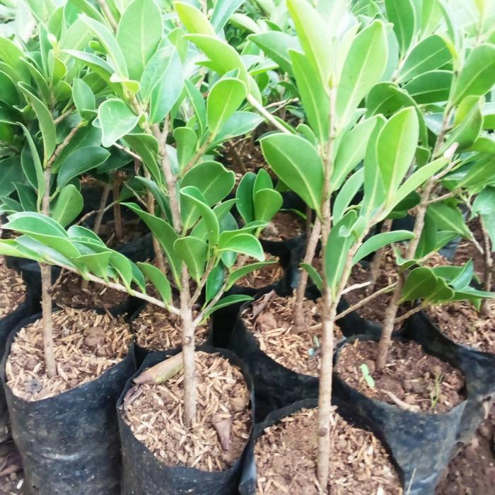 Bibit beringin elegan bahan bonsai murah