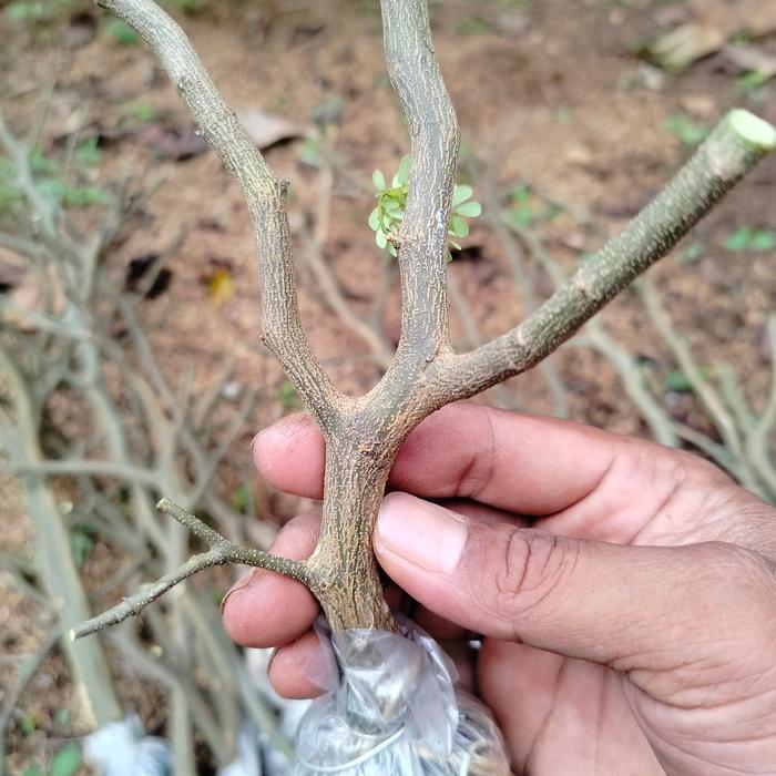 Bahan Bonsai Brazilian rain tree