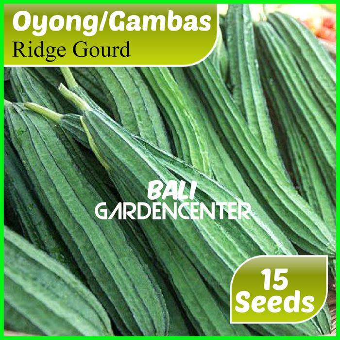 BENIH BIJI OYONG GAMBAS - GAMBAS UNGGUL