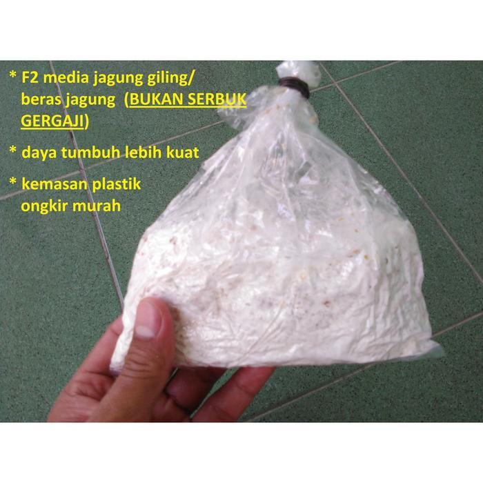 "New" Bibit Jamur Tiram F2 media jagung giling (bukan serbuk gergaji)