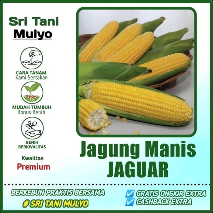 Sale Terlaris 25 Biji - Benih Jagung Manis Jaguar F1 - Bibit Sayuran Benih Sayuran Jagung Madu