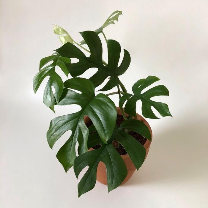 monstera raphidopora tetrasperma / minima