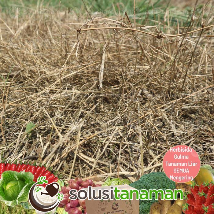 Obat Hama Rumput Winsa @1Ltr Herbisida Pembasmi Hama Gulma Rumput Liar Tbk