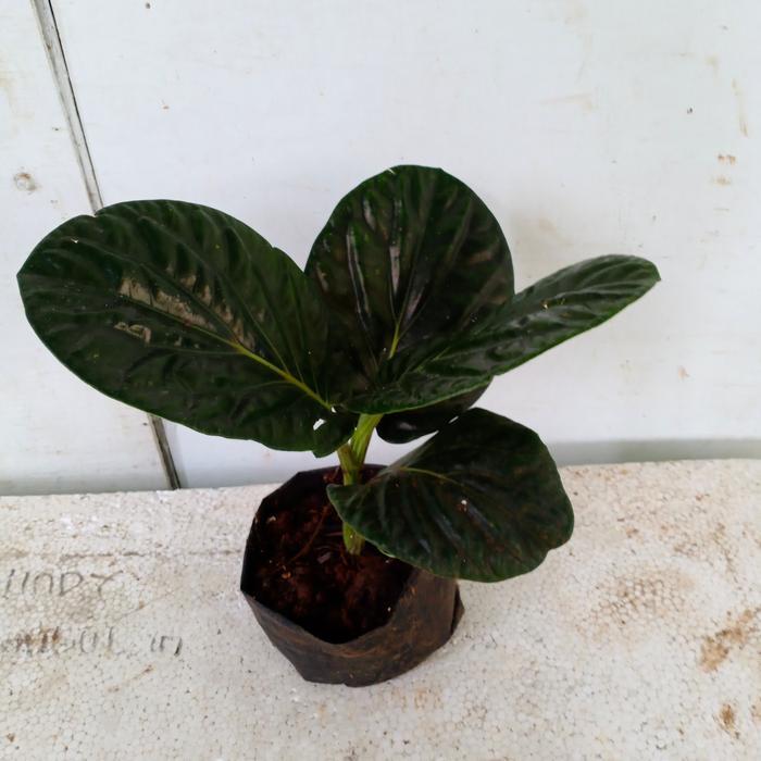 Stok Baru Tanaman Hias Hidup Sirih Papua - Sirih Hitam - backpaper