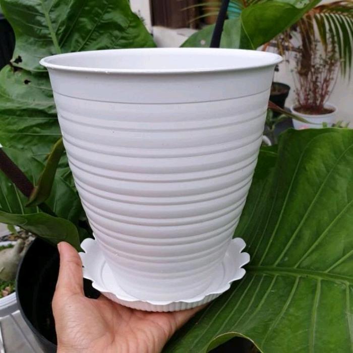 Pot tawon tirus 20 putih 6pcs / pot bunga / pot tirus