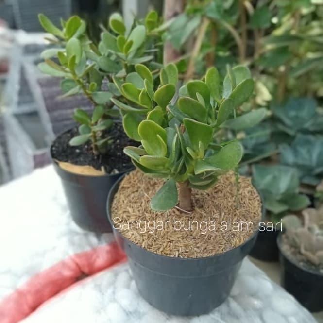 Tanaman Hias Kaktus Jade Plant Hijau Besar + Pot