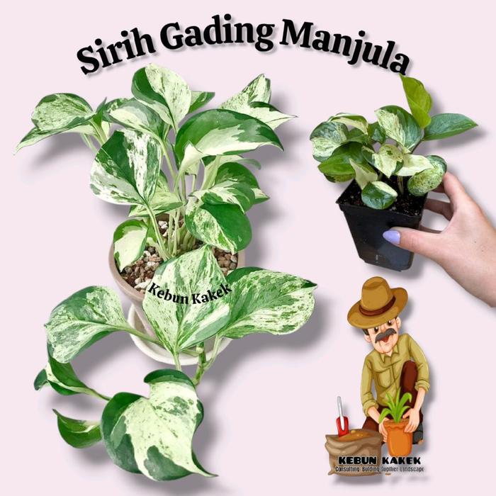 Paket 5 Sirih Gading / Sirih Gading Manjula / Sirih Gading Brazil / Sirih Gading Enjoy Sirih Gading