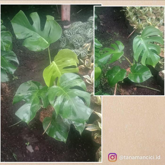 Tanaman hias monstera merambat monstera hijau borsi remaja