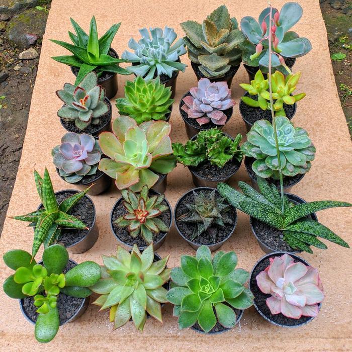 Promo Paket Sukulen Kaktus Hidup Ukuran Besar Isi 10 Pcs Free Pot Dan Bonus