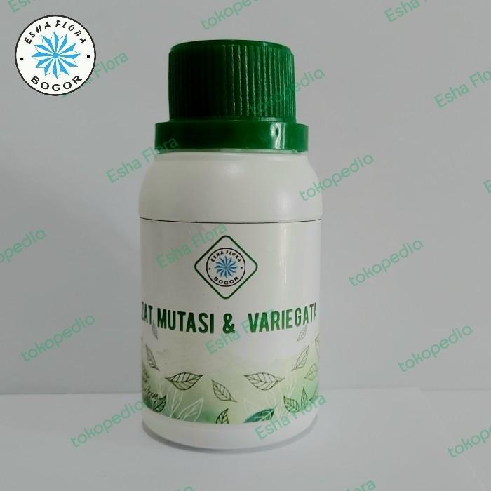 Hormon Gabungan Zat Mutasi dan Variegata Esha Flora
