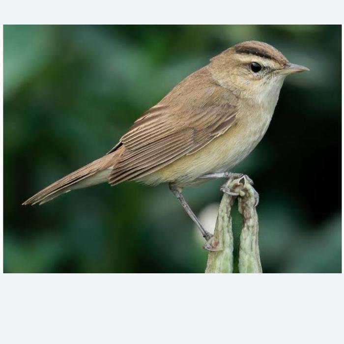 Burung Kerak Basi Alis Hitam Atau Sinchan Gacor