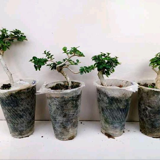 BAHAN BONSAI SANCANG ORI TANAMAN HIDUP BAHAN MAME