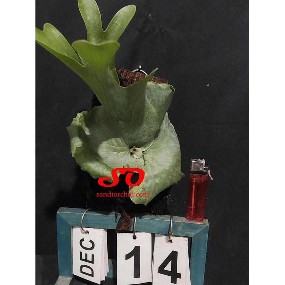 [ REMAJA ] PLATYCERIUM WANDAE SANG RATU TANDUK RUSA DARI PAPUA