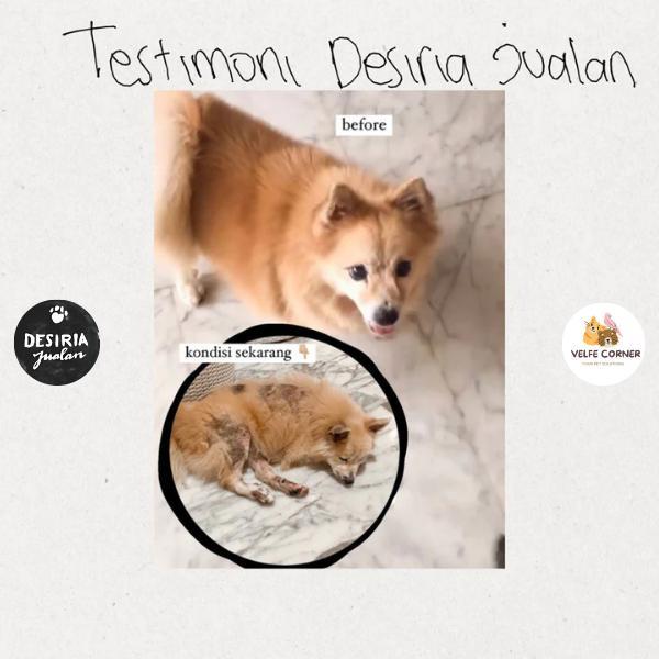 DESIRIA JUALAN SHAMPO ANAK KOSAN 200 ML- SHAMPO ANTI JAMUR Ampuh Kucing Anjing / Scabies / Demodex /