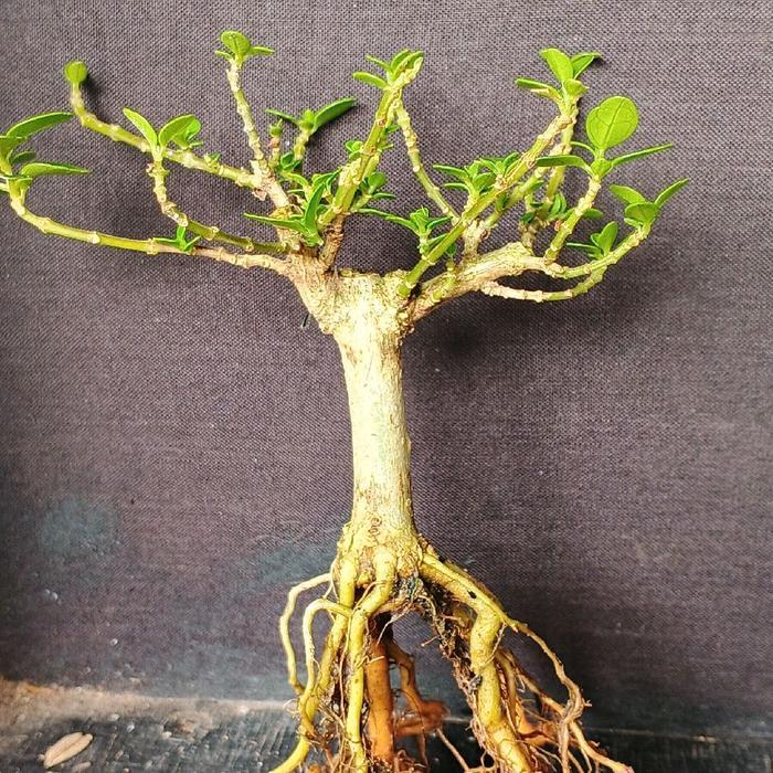 bonsai sancang shito murce