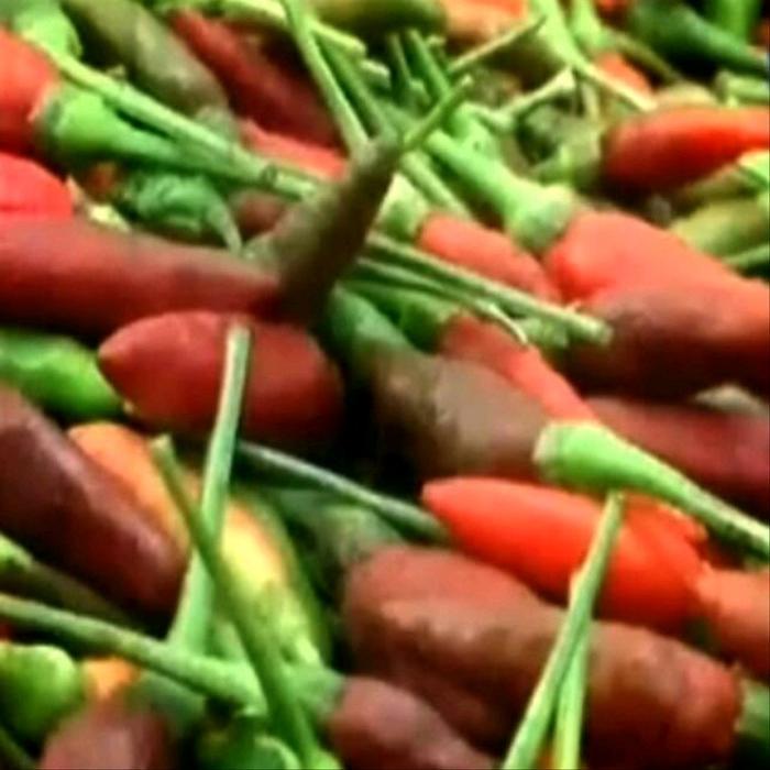 Benih Biji Cabe Hiyung Banjar