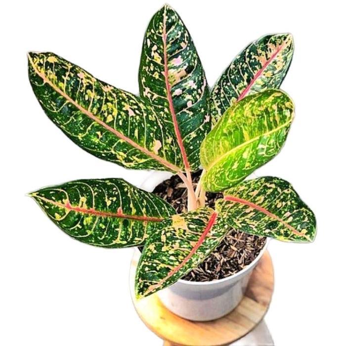 "New" paket 3 aglonema tanamanhias aglonema -aglonema rotundum aceh - aglonema lipstik merah aurora