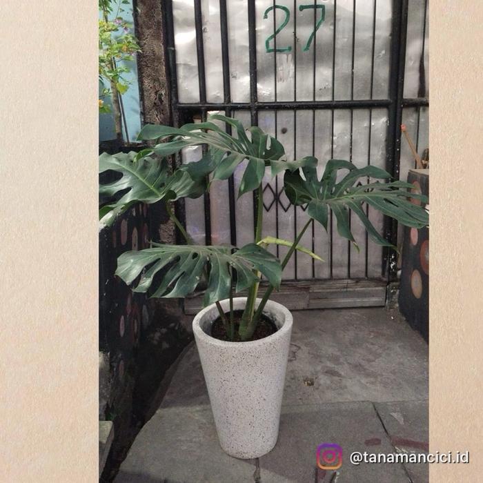 Tanaman hias Monstera king remaja on pot plastik & terazo