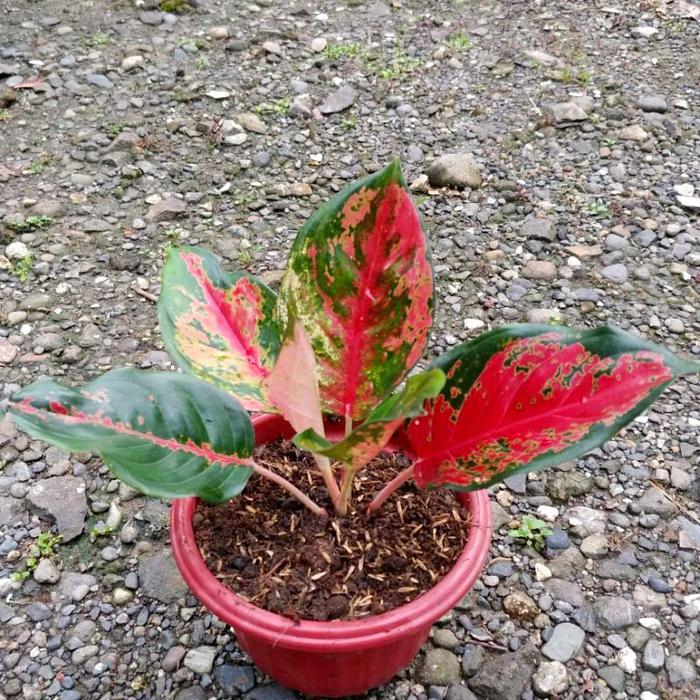 aglonema red kocin tanaman hias aglonema kocin merah kocin tembaga Gratis Ongkir