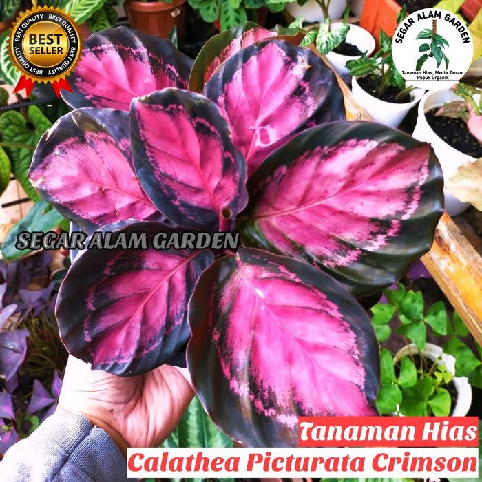 Tanaman Hias Calathea Roseopicta X - Picturata Crimson