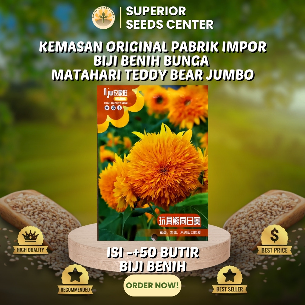 50 Butir Biji Benih Bunga Matahari Teddy Bear Jumbo  (Kemasan Original Pabrik Impor)