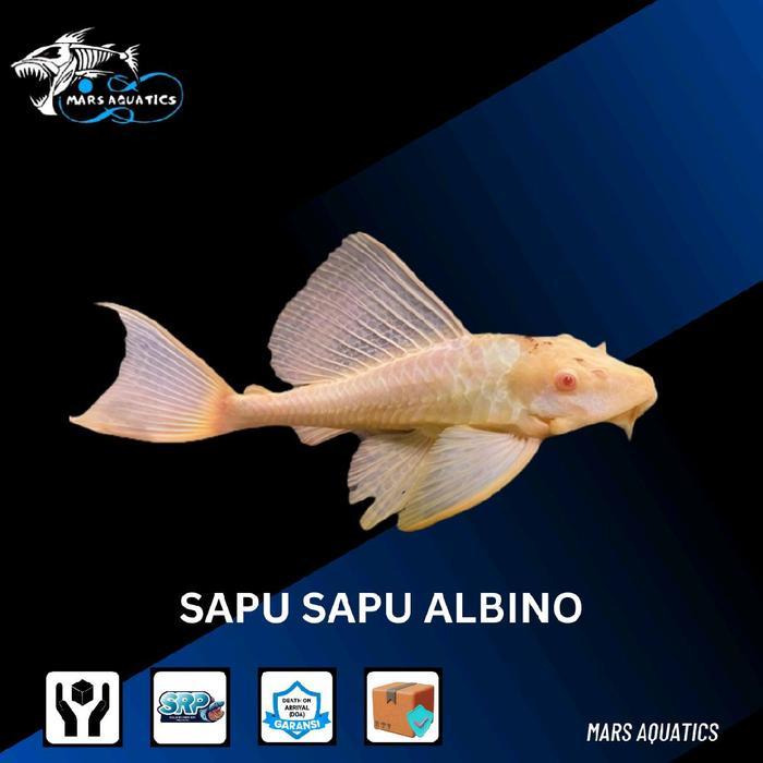 Ikan Hias Sapu Sapu Albino Pembersih Lumut Kaca Aquarium Size Sedang