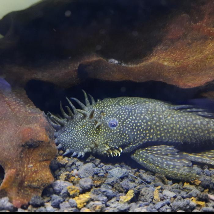 Ikan Hias Sapu Sapu Brushmouth Pembersih Lumut Kaca Aquarium Size kcl