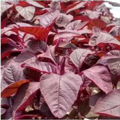 Najwa Gadget Benih Bayam Merah 1 Kg Tanam Seed Unggul Nutrisi Tinggi Bisa Cabut Atau Potong