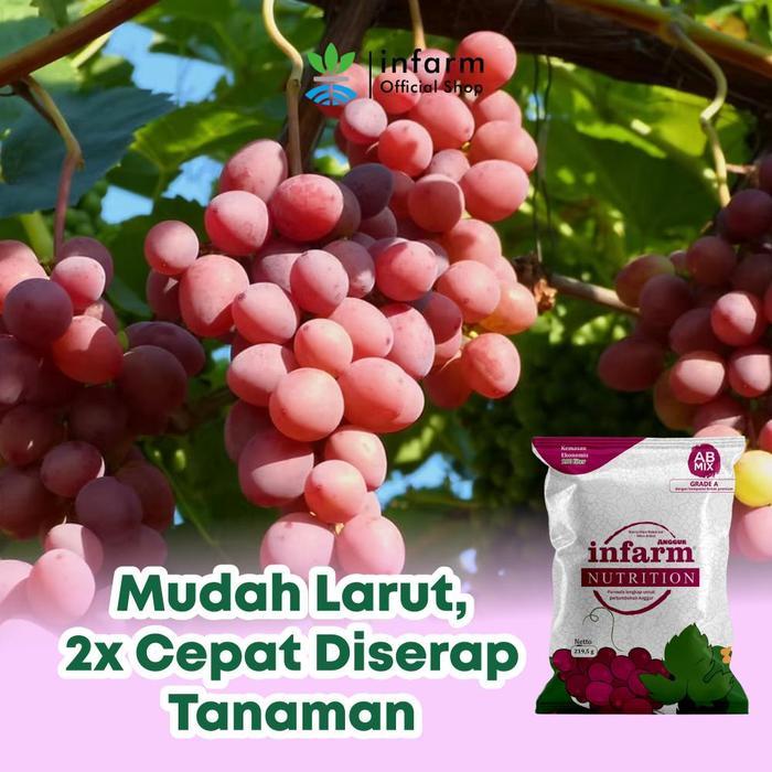 Serasiinspace Infarm - Nutrisi Tanaman Ab Mix Anggur Infarm 100 Liter Pupuk Untuk Hidroponik Pupuk