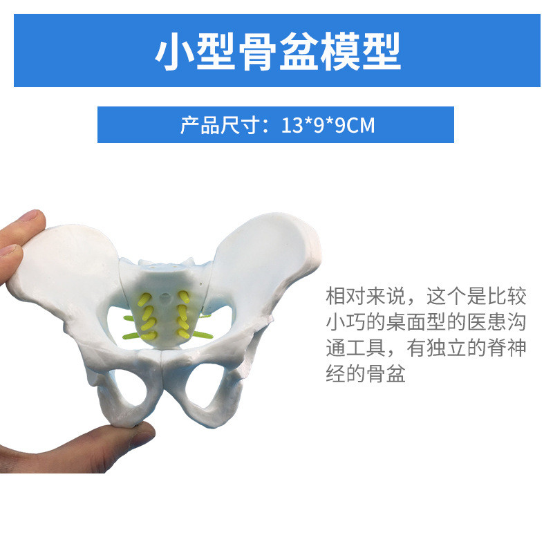 Model Panggul Wanita Mini untuk Pelatihan Ginekologi - PVC, 13x9x9cm |B0A7VAPA|