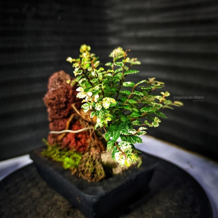 Bonsai Mini Mame Ulmus Variegata Super Micro Real Karakter Utama Sepesial Disertakan Pot Bonsai