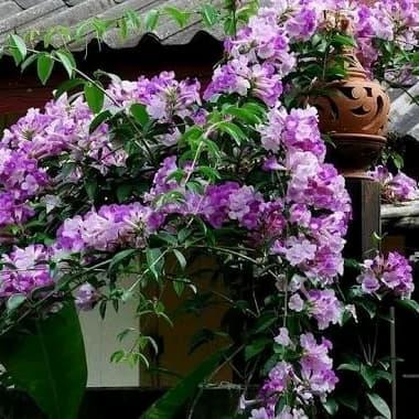 Tanaman hias garlic vine