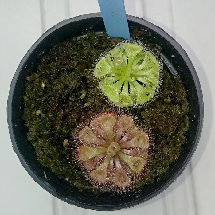 Stok Baru Drosera sesilia, Drosera Humty doo red