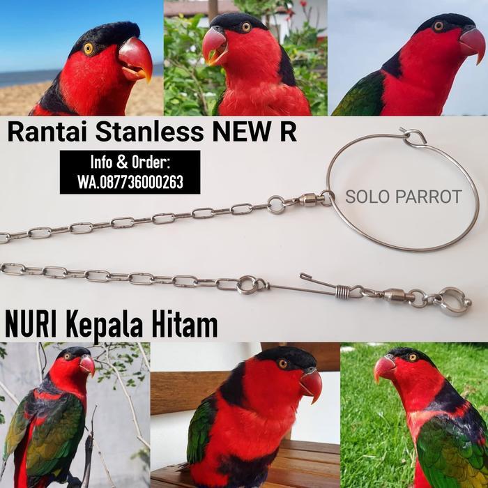 Rantai Nuri Kepala Hitam