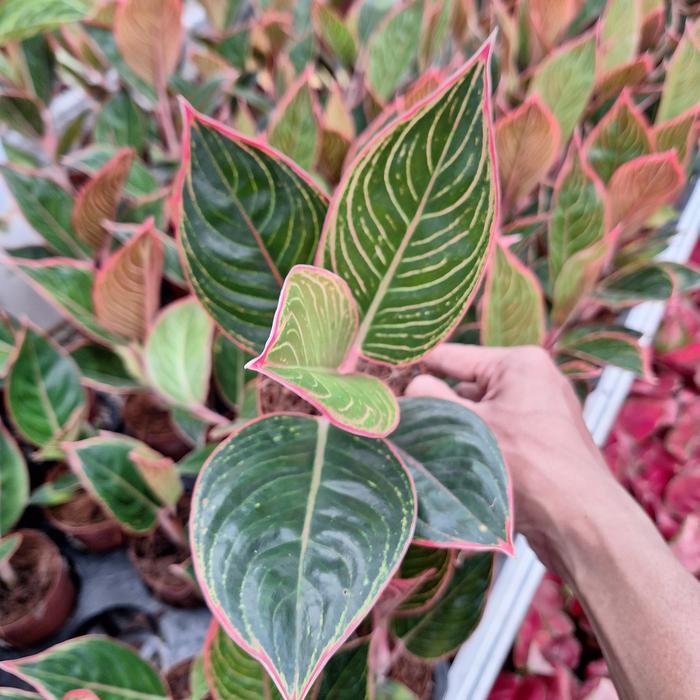 Aglonema lipstik peterpan