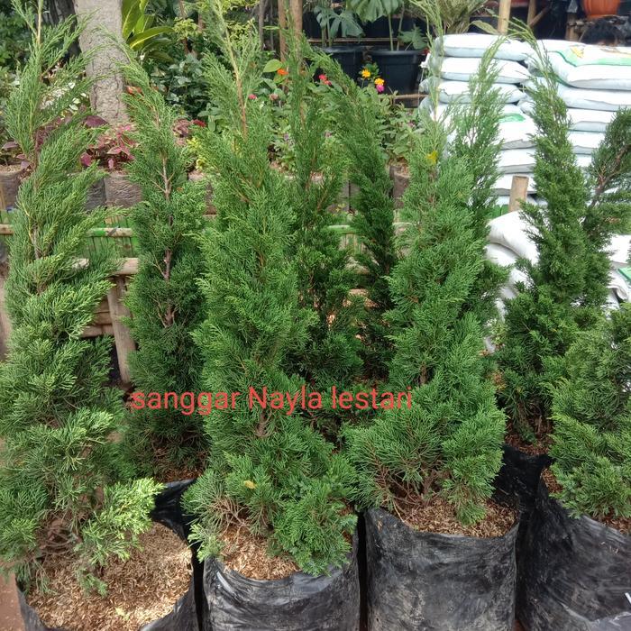Tanaman hias Cemara lilin 1 meter