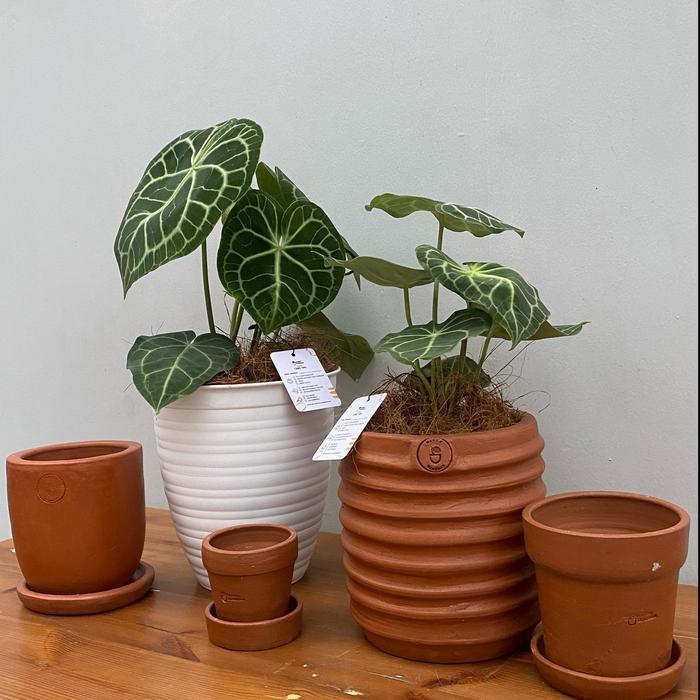 ORIGINAL Anthurium Clarinervium - Kuping Gajah Tarantula - Rare Plant - 15cm READY STOCK