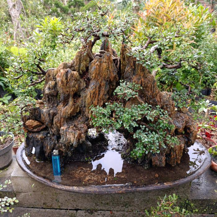 bonsai ulmus panorama alam